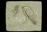 Two Fossil Crinoids (Halysiocrinus & Platycrinites) - Indiana #122978-1